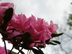 pink flowers