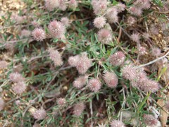 fuzzy flowers