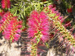 bottlebrush