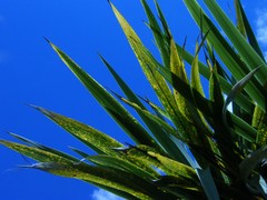 bright leaves