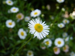 daisy