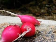 radishes
