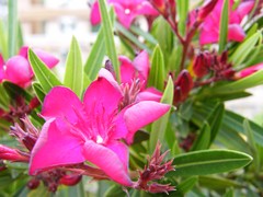 bright pink