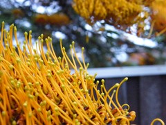 interesting flora