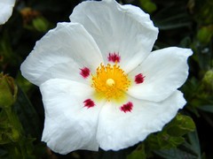 rock rose