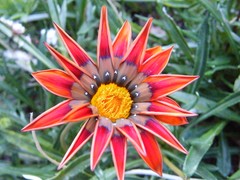 brilliant red flower