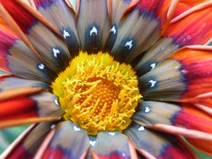 brilliant red flower close in