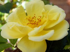 yellow flower
