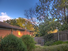 backyard scene