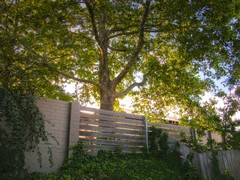 evening sunlight