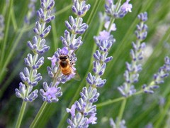 roaming bee