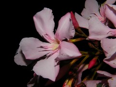 flower by night
