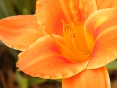 orange flower