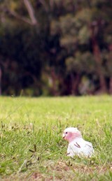 cheeky galah