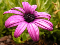 rainy day flower