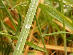 reflective droplet