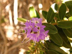 small purple flower