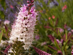 white to purple