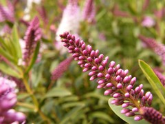 flowering pink