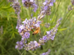 lavender bee