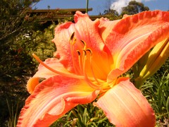 deep orange