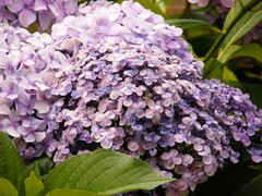 tiny purple flowers