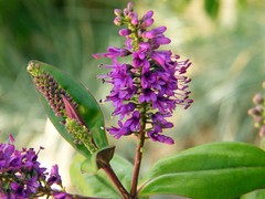 purple plant