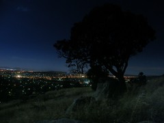 tree with a view