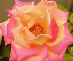 pink highlights