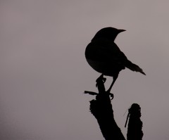 resting bird