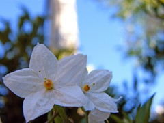 delicate white flowers
