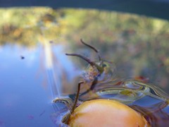 soaked tomato