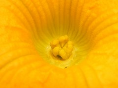 pumpkin flower