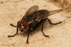 lazy fly