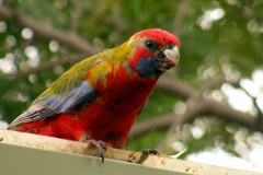 bright rosella