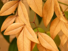 dead leaves