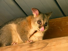 sleepy possum,