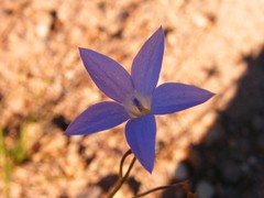 delicate purple flower