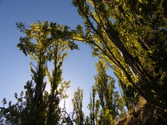 sundrenched leaves