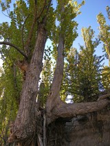 eroded roots