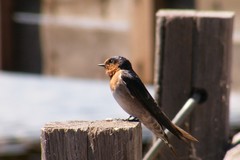 welcome swallow