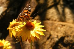 butterfly on a flower