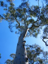 reach up for the sky