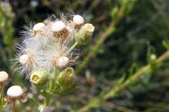 the intricacy of nature