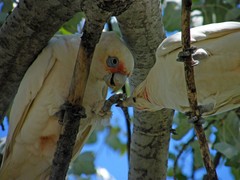 two birds arguing