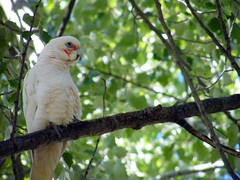 pompous corella