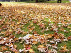 sea of autumn leaves