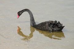 reflections of a swan