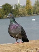 curious pidgeon