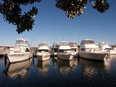 crowded marina